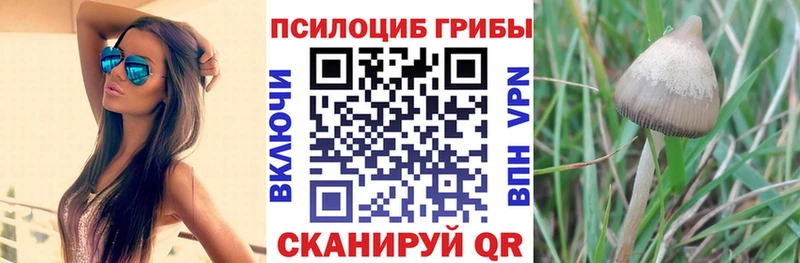 Галлюциногенные грибы ЛСД  как найти   Оса 
